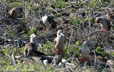 Galapagos-Tiere34.jpg